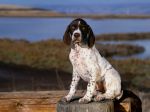 Brown_and_White_Pointer_Puppy.jpg