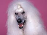 Continental_Standard_Poodle.jpg