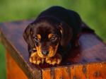 Dachshund_Puppy.jpg