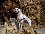 Dalmatian_on_Rocky_Beach.jpg