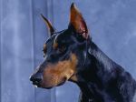 Doberman_Pinscher.jpg